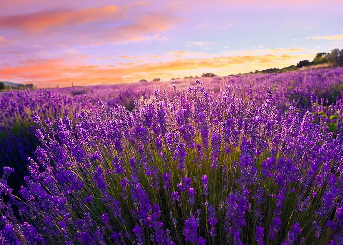 In - Balaton 18986 Keszthely